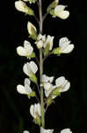 Spiked wild indigo